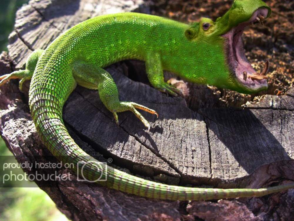 MorphingCreaturescopy.jpg?t=1287697690