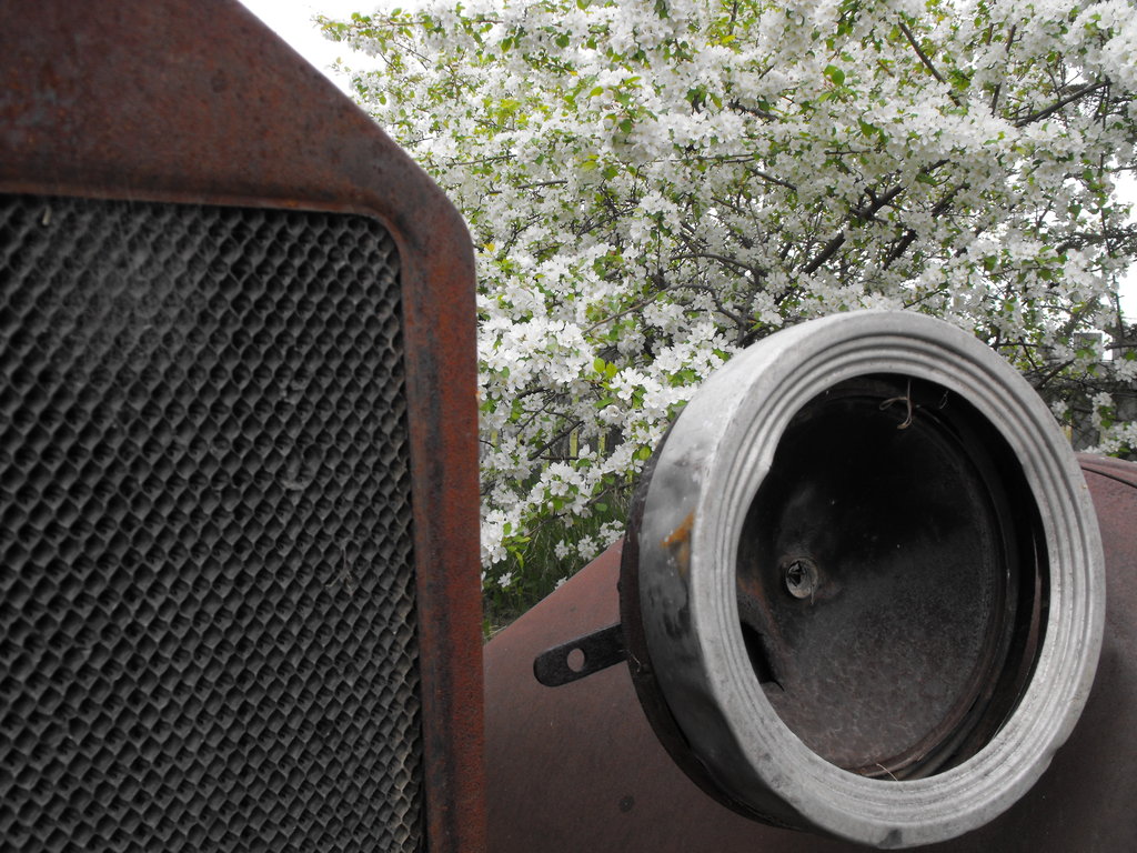 Apple_Blossoms_by_QuanticChaos1000.jpg