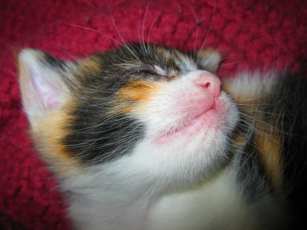 Calico_dreams_by_QuanticChaos1000.jpg