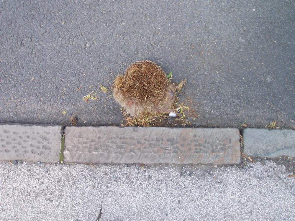 Dead_hedgehog_road_kill_zps776d1b02.jpg