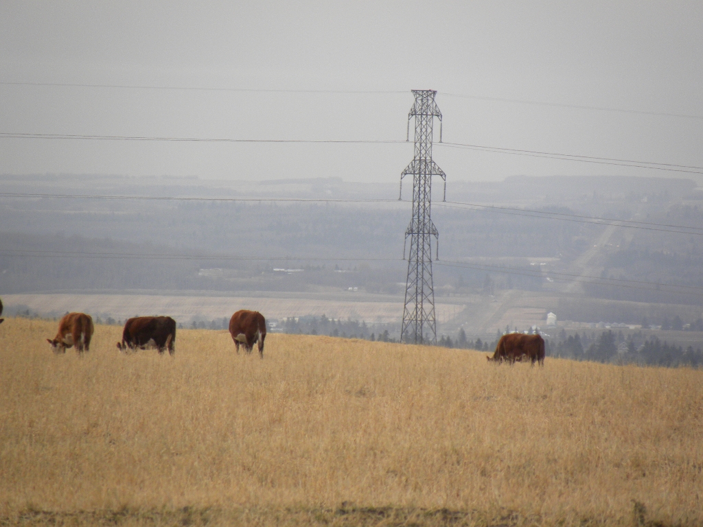 cows_and_infinite_power_by_quanticchaos1000-d4jqptk.jpg