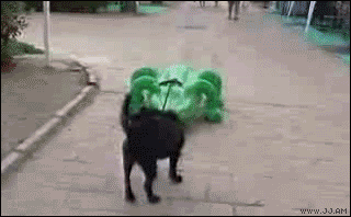 dogchased.gif