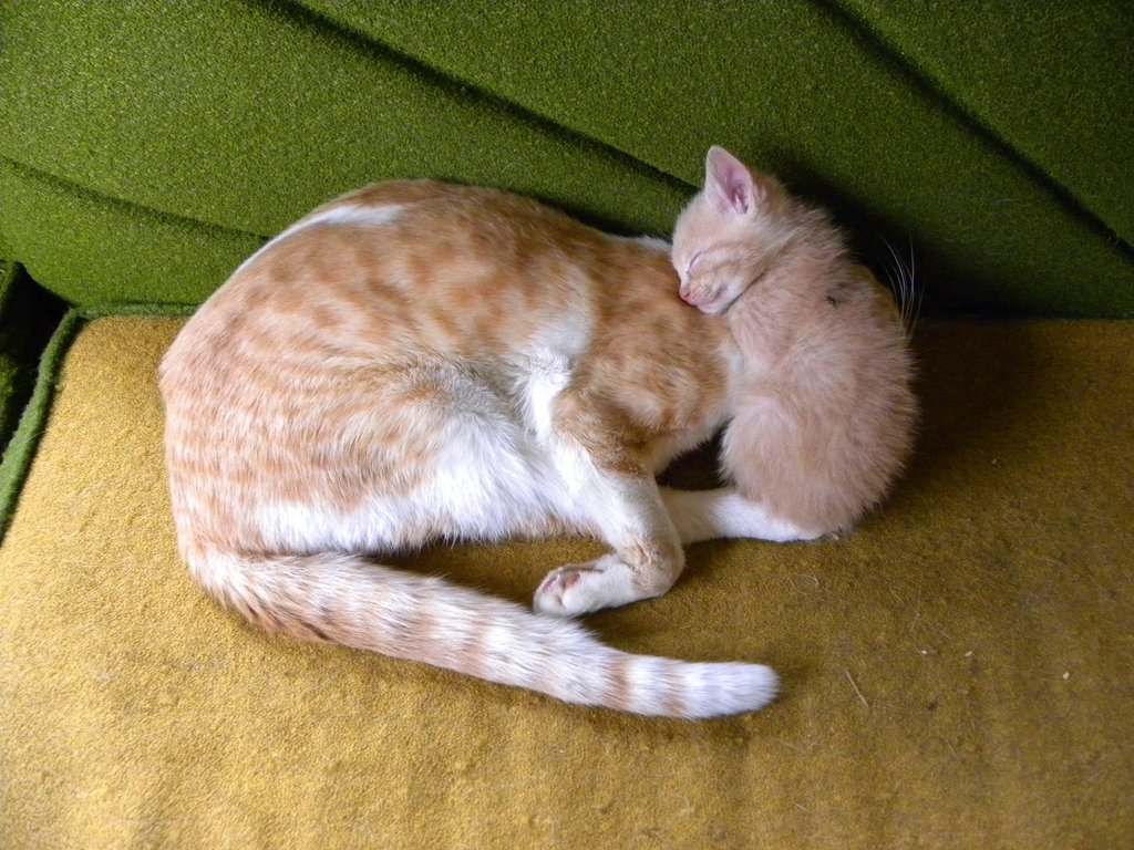 good_pillow_by_quanticchaos1000-d2z0xzy.jpg