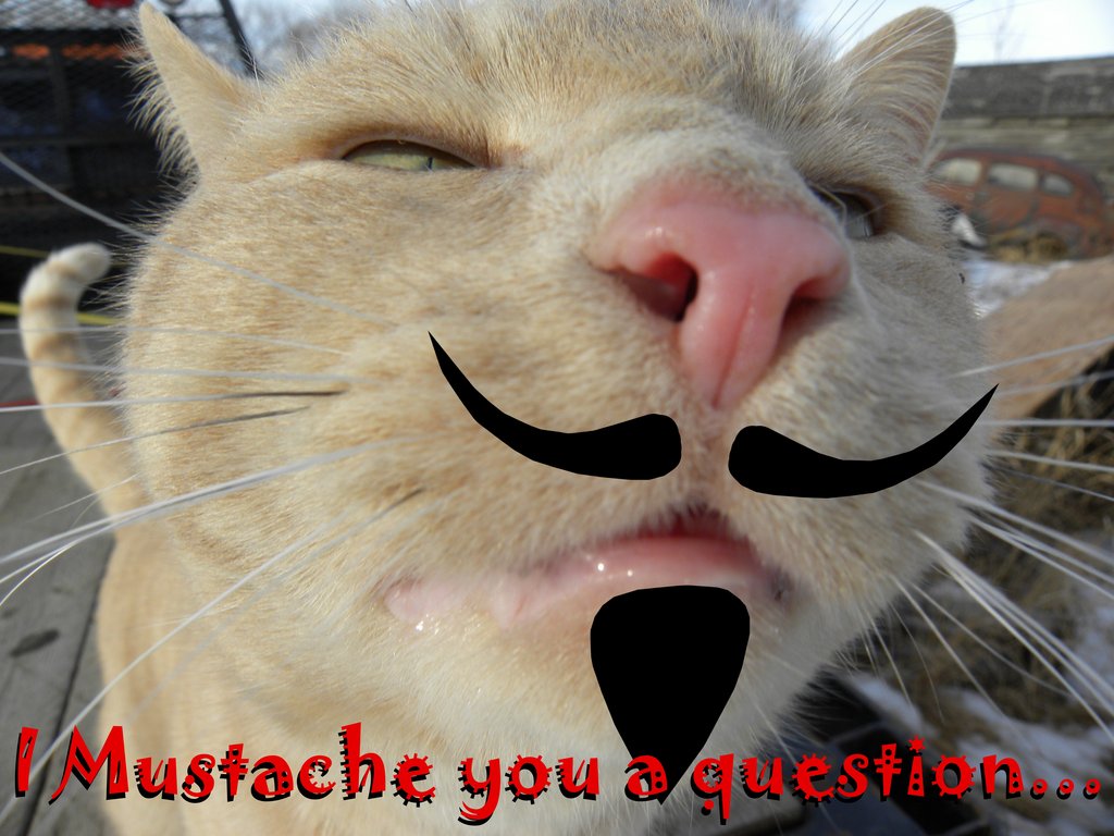 i_can_has_cat_face_by_quanticchaos1000-d4us3d3.jpg