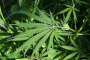 marijuana