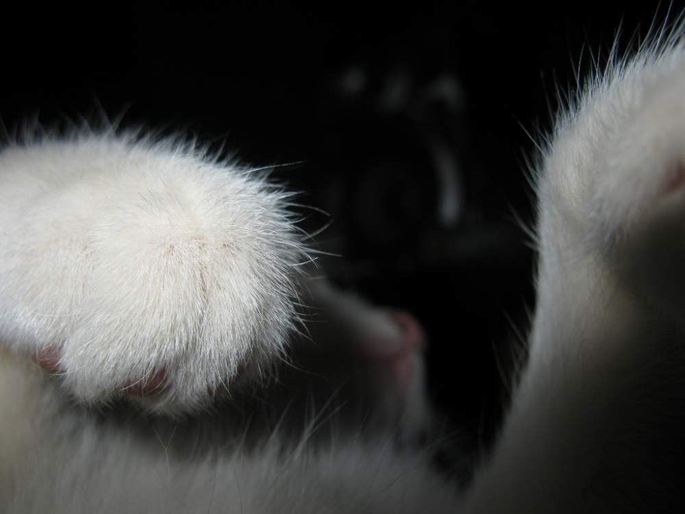 parts_of_a_cat_by_quanticchaos1000-d4k0yht.jpg