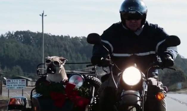 sidecar-dogs.jpg
