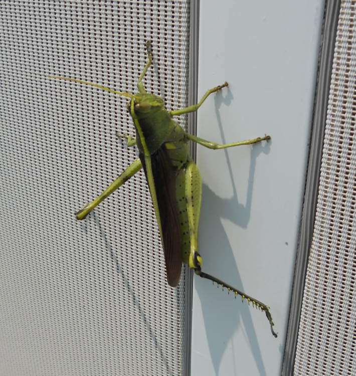 worldbiggestcrickettorgrasshoper.jpg
