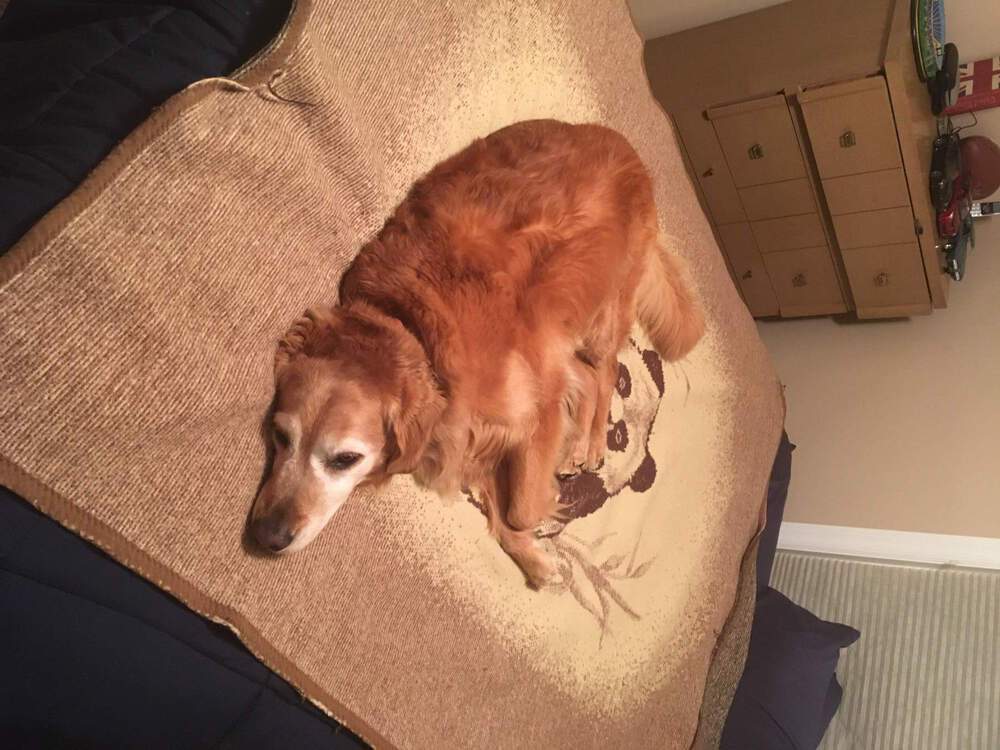 Molly1.thumb.jpg.0d274f150dd2b37bb48797b4a42eb285.jpg