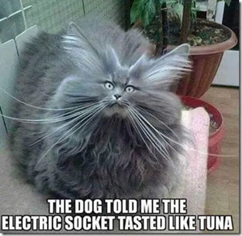 image.png.52292d92a83bd838089a3935acf6dfee.png