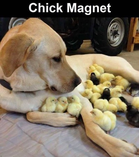 image.png.2ee85631e97efe21f69582cb0dd12682.png