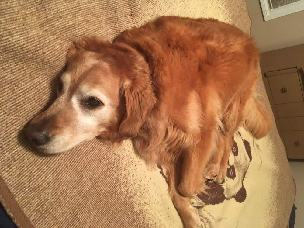 Molly2.thumb.jpg.d856b26b0a213b1a72605820b0dc0589.jpg