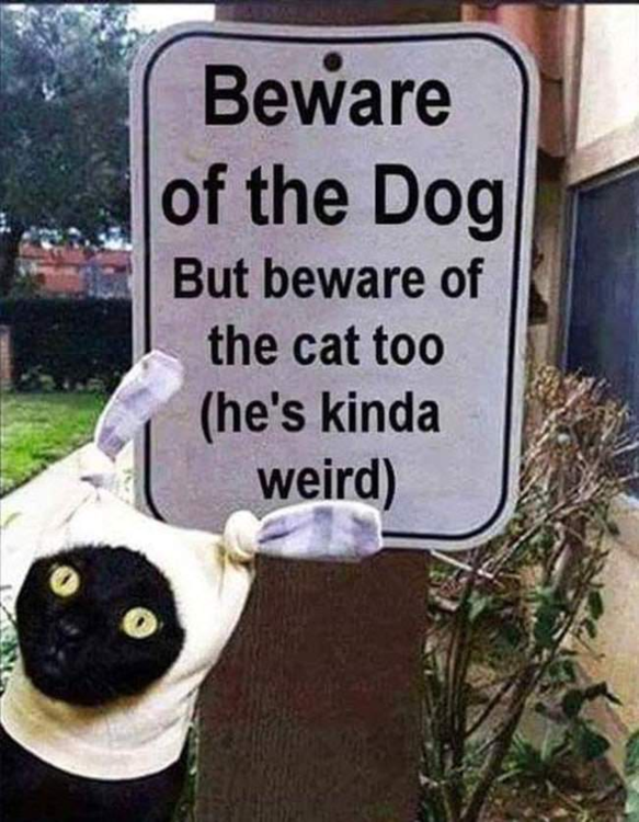 image.thumb.png.fbd0eba8589c5fe1c2a34d06430647e3.png