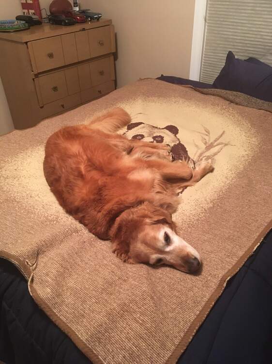 Molly1.thumb.jpg.e1c6c2069c0877e69ae74909098d765d.jpg