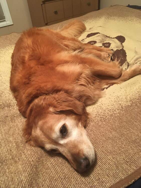Molly2.thumb.jpg.24a054b34b9806c19ee30bd178dce899.jpg