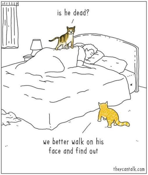 image.png.64bd4d57848d1f64eb16e4ea24e3ef15.png