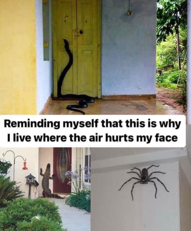 image.thumb.png.94e48709adabefde34f3308a631bd9cc.png