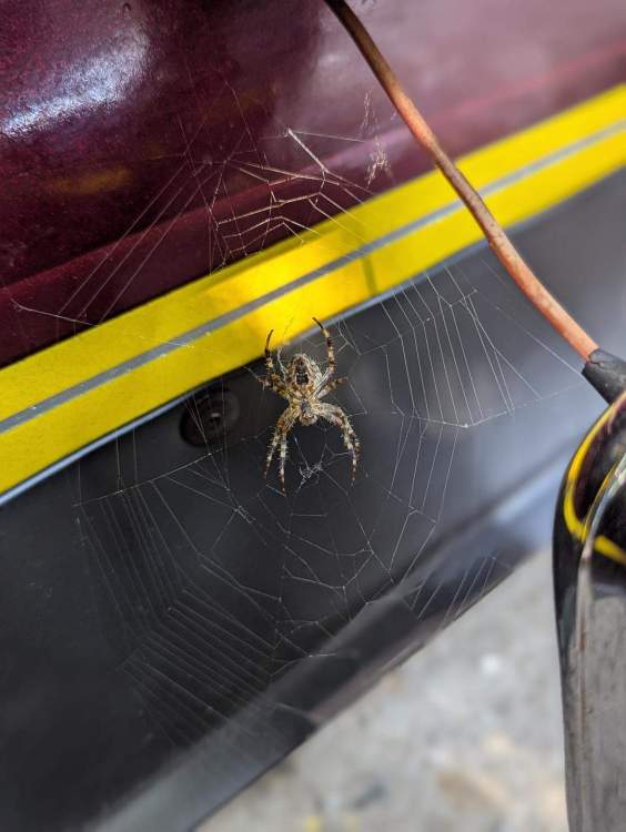 Bird spider.jpg